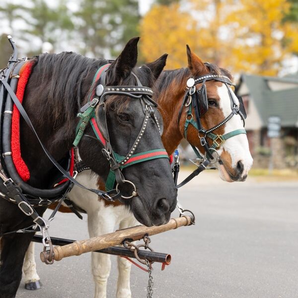 Cover art for Onchiota